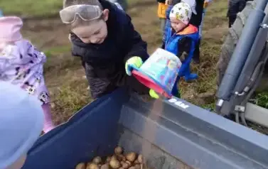 DzienZiemniaka1